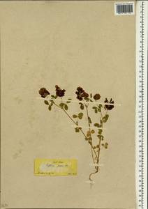 Клевер крупноцветковый Schreb., Зарубежная Азия (ASIA) (Турция)