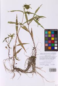 Череда поникающая, Череда поникшая L., Восточная Европа, Московская область и Москва (E4a) (Россия)