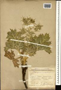 Синеголовник равнинный L., Кавказ, Черноморское побережье (от Новороссийска до Адлера) (K3) (Россия)