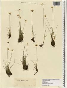 Ситник Томсона Buchenau, Зарубежная Азия (ASIA) (КНР)