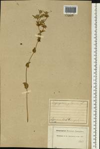 Синеголовник плосколистный L., Восточная Европа, Центральный лесной район (E5) (Россия)