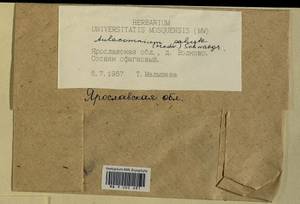 Aulacomnium palustre (Hedw.) Schwägr., Гербарий мохообразных, Мхи - Центральное Нечерноземье (B6) (Россия)
