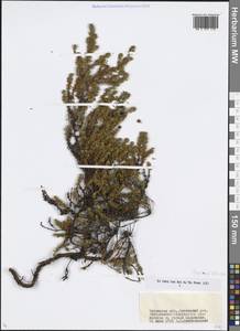 Empetrum nigrum subsp. stenopetalum (V. N. Vassil.) Nedol., Сибирь, Прибайкалье и Забайкалье (S4) (Россия)