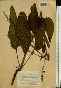 Verbascum chaixii subsp. orientale (M. Bieb.) Hayek, Восточная Европа, Центральный район (E4) (Россия)