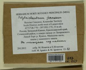 Polytrichum formosum Hedw., Гербарий мохообразных, Мхи - Северный Кавказ и Предкавказье (B12) (Россия)