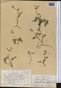 Vicatia coniifolia Wall. ex DC., Средняя Азия и Казахстан, Памир и Памиро-Алай (M2) (Киргизия)