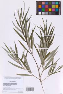 Ива прутовидная, Ива корзиночная L., Восточная Европа, Московская область и Москва (E4a) (Россия)