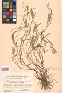 Лютик жгучий, Прыщинец L., Восточная Европа, Московская область и Москва (E4a) (Россия)