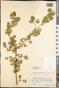 Жестер слабительный, Крушина слабительная L., Восточная Европа, Северо-Украинский район (E11) (Украина)