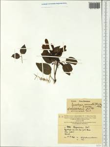 Pyrostegia venusta (Ker-Gawl.) Miers, Австралия и Океания (AUSTR) (Новая Каледония)