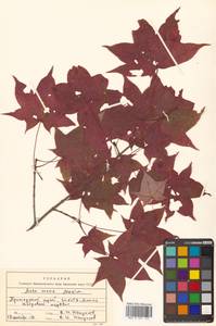 Клен моно, Клен мелколистный (Maxim.) H.Ohashi, Сибирь, Дальний Восток (S6) (Россия)