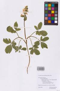 Хохлатка полая (L.) Schweigg. & Körte, Восточная Европа, Центральный район (E4) (Россия)