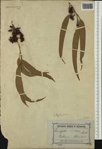 Eucalyptus tereticornis Sm., Австралия и Океания (AUSTR) (Австралия)