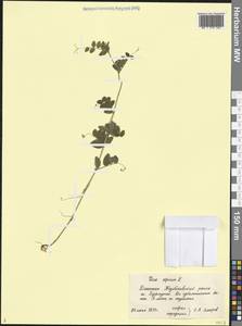 Горошек заборный L., Кавказ, Дагестан (K2) (Россия)