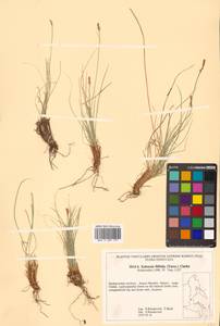 Carex macroprophylla (Y.C.Yang) S.R.Zhang, Сибирь, Дальний Восток (S6) (Россия)