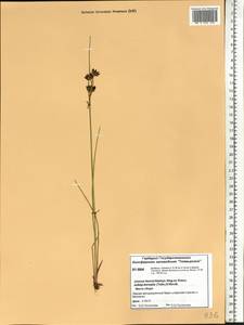 Juncus castaneus subsp. leucochlamys (W. J. Zinger ex V. I. Krecz.) Hultén, Сибирь, Центральная Сибирь (S3) (Россия)