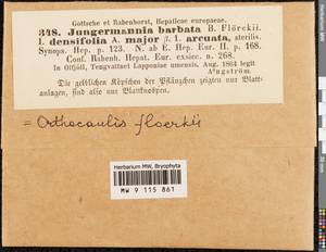 Neoorthocaulis floerkei (F. Weber & D. Mohr) L. Söderstr., De Roo & Hedd., Гербарий мохообразных, Мхи - Западная Европа (BEu) (Швеция)