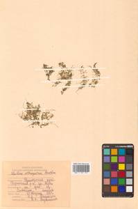 Повойничек перечный L., Сибирь, Дальний Восток (S6) (Россия)