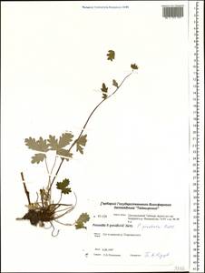 Potentilla ×prostrata Rottb., Сибирь, Центральная Сибирь (S3) (Россия)