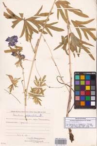 Борец железистый Rapaics, Сибирь, Чукотка и Камчатка (S7) (Россия)