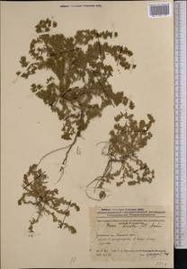 Spirobassia hirsuta (L.) Freitag & G. Kadereit, Средняя Азия и Казахстан, Северный и Центральный Казахстан (M10) (Казахстан)