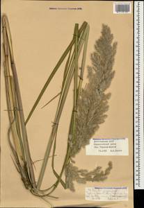 Tripidium ravennae (L.) H.Scholz, Кавказ, Дагестан (K2) (Россия)
