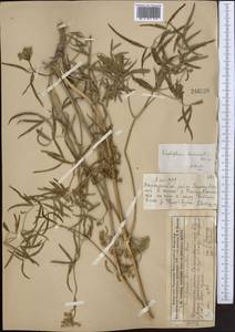 Cenolophium fischeri (Spreng.) W.D.J.Koch, Средняя Азия и Казахстан, Муюнкумы, Прибалхашье и Бетпак-Дала (M9) (Казахстан)