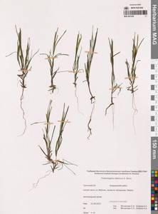 Рдест сибирский A.Benn., Сибирь, Чукотка и Камчатка (S7) (Россия)