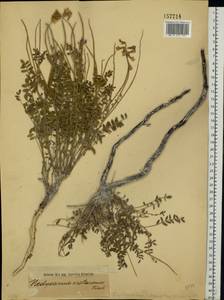 Копеечник меловой DC., Восточная Европа, Нижневолжский район (E9) (Россия)