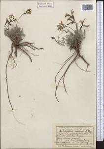 Астрагал сумбарский Popov, Средняя Азия и Казахстан, Копетдаг, Бадхыз, Малый и Большой Балхан (M1) (Туркмения)