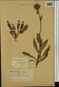 Hieracium villosum Jacq., Западная Европа (EUR) (Польша)