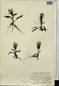 Мытник Эдера Vahl, Сибирь, Алтай и Саяны (S2) (Россия)