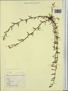 Muehlenbeckia axillaris (Hook. fil.) Walp., Западная Европа (EUR) (Испания)