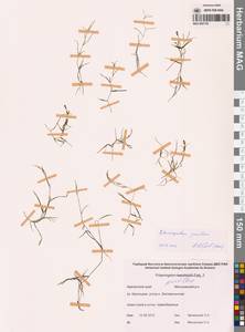 Рдест маленький L., Сибирь, Чукотка и Камчатка (S7) (Россия)