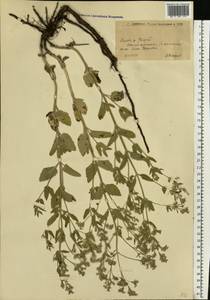 Nepeta ucranica subsp. parviflora (M.Bieb.) M.Masclans de Bolos, Восточная Европа, Нижневолжский район (E9) (Россия)