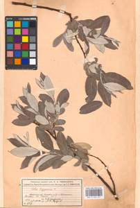 Ива лопарская L., Восточная Европа, Московская область и Москва (E4a) (Россия)