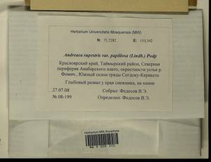 Andreaea rupestris var. papillosa (Lindb.) Podp., Гербарий мохообразных, Мхи - Красноярский край, Тыва и Хакасия (B17) (Россия)