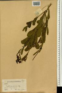 Crotalaria spectabilis Roth, Зарубежная Азия (ASIA) (КНР)