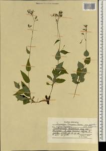 Asyneuma thomsonii (C.B.Clarke) Bornm., Зарубежная Азия (ASIA) (Афганистан)
