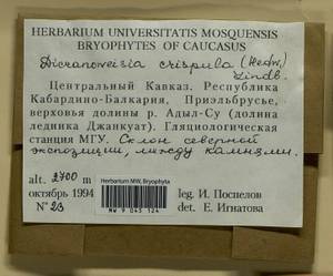 Hymenoloma crispulum (Hedw.) Ochyra, Гербарий мохообразных, Мхи - Северный Кавказ и Предкавказье (B12) (Россия)