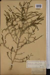 Солянка холмовая Pall., Средняя Азия и Казахстан, Муюнкумы, Прибалхашье и Бетпак-Дала (M9) (Казахстан)