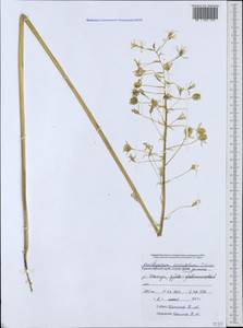 Птицемлечник дугообразный Steven, Кавказ, Черноморское побережье (от Новороссийска до Адлера) (K3) (Россия)