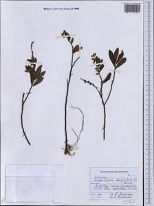 Хамедафна обыкновенная, Болотный мирт (L.) Moench, Сибирь, Дальний Восток (S6) (Россия)