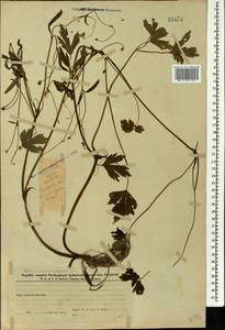 Лютик ползучий L., Кавказ, Азербайджан (K6) (Азербайджан)