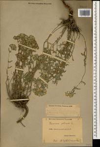 Дубровник белый, Дубровник беловойлочный L., Кавказ, Дагестан (K2) (Россия)