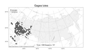 Gagea lutea, Гусиный лук желтый (L.) Ker Gawl., Атлас флоры России (FLORUS) (Россия)