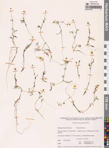 Лютик Гмелина DC., Сибирь, Чукотка и Камчатка (S7) (Россия)