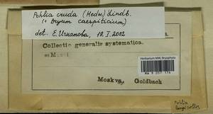 Pohlia cruda (Hedw.) Lindb., Гербарий мохообразных, Мхи - Москва и Московская область (B6a) (Россия)