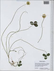 Клевер ползучий L., Сибирь, Чукотка и Камчатка (S7) (Россия)