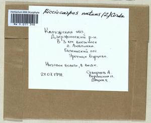 Ricciocarpos natans (L.) Corda, Гербарий мохообразных, Мхи - Центральное Нечерноземье (B6) (Россия)